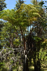 Cibotium glaucum