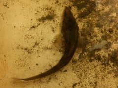 Podothecus accipenserinus