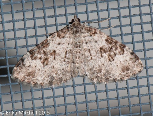 Broken-banded Carpet
