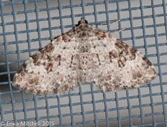Xanthorhoe iduata