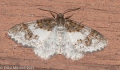 Hydrelia lucata