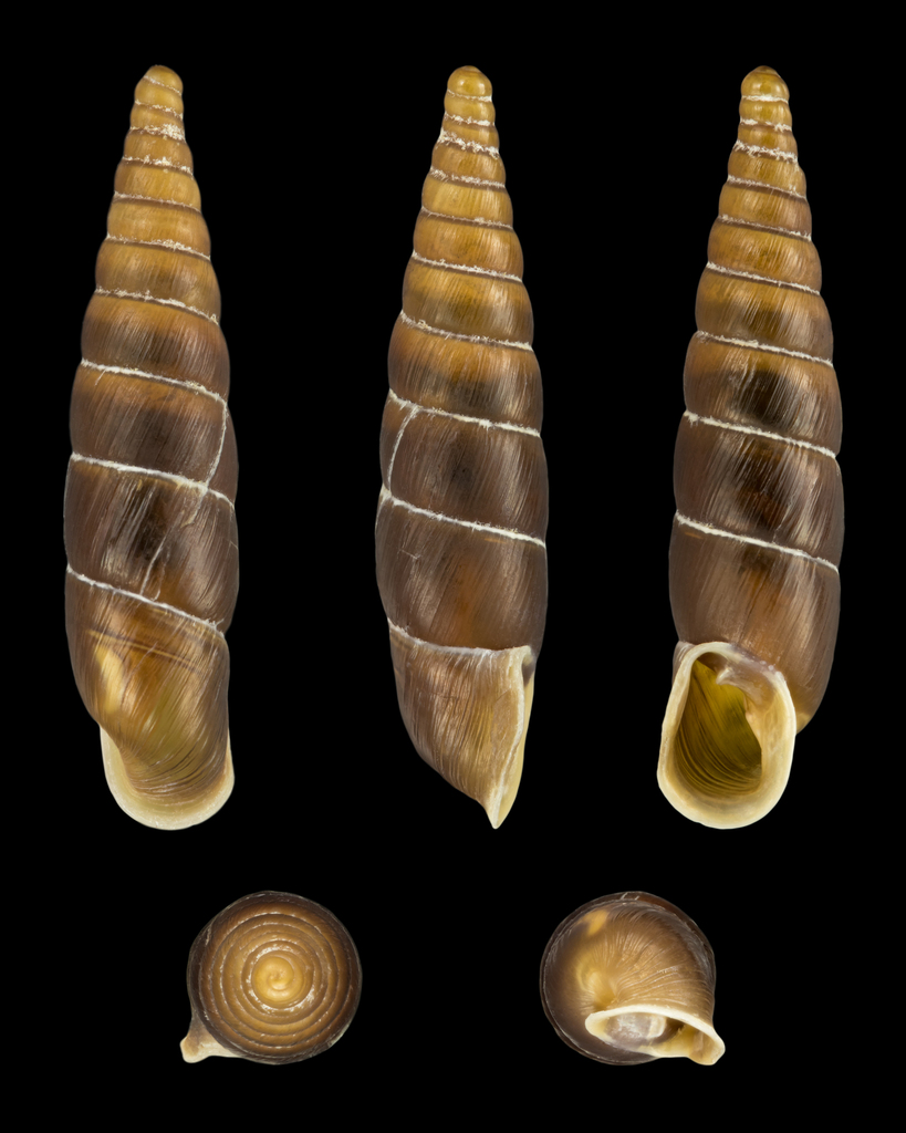 Charpentieria stenzii cincta