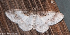 Hydrelia lucata