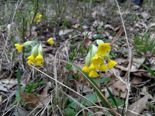 prvosienka jarná (Primula veris)