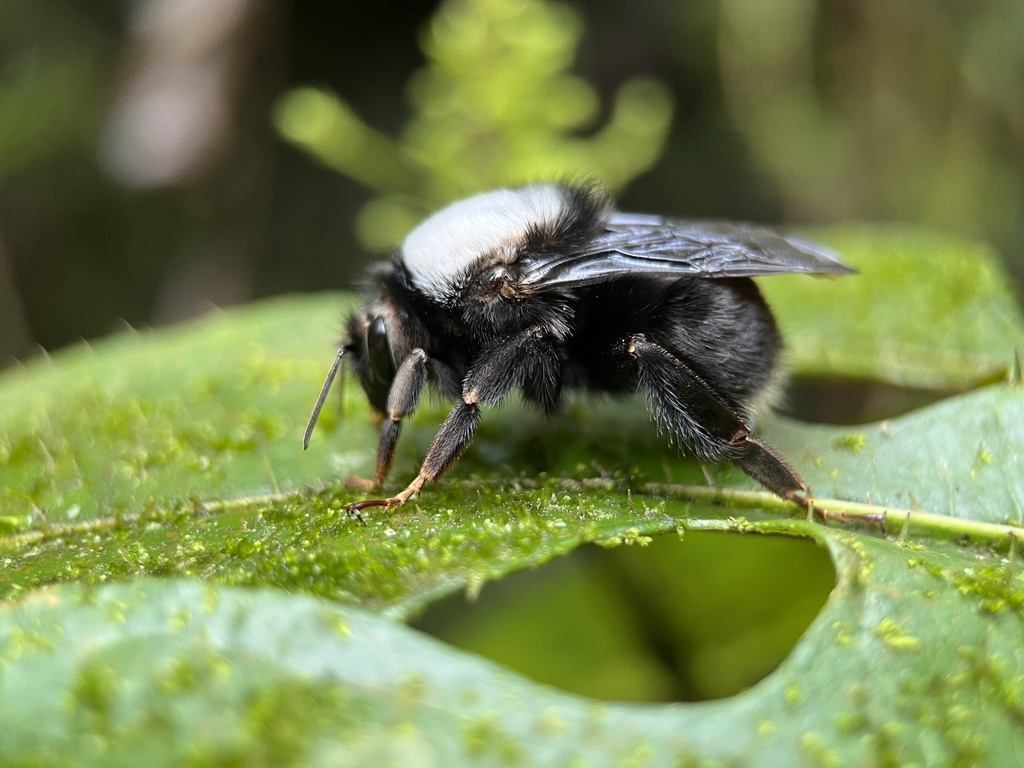 Festive Bumble Bee