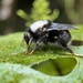 Bombus festivus - Photo (c) menganation, μερικά δικαιώματα διατηρούνται (CC BY-NC)