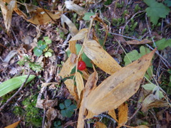 Streptopus streptopoides