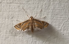 Eoophyla conjunctalis