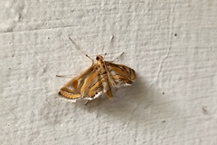 Eoophyla conjunctalis