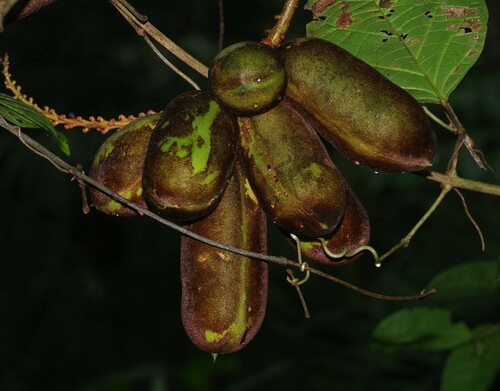 Dioclea schimpffii