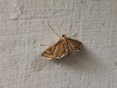 Eoophyla conjunctalis