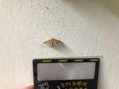 Eoophyla conjunctalis