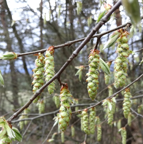 hrab obyčajný (Carpinus betulus)