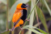 Southern Red Bishop - Photo (c) Mark Sikking, some rights reserved (CC BY-NC-ND), uploaded by Mark Sikking