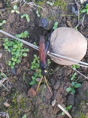 Urocerus californicus
