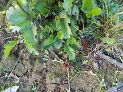 Urocerus californicus