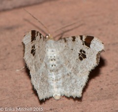 Macaria notata