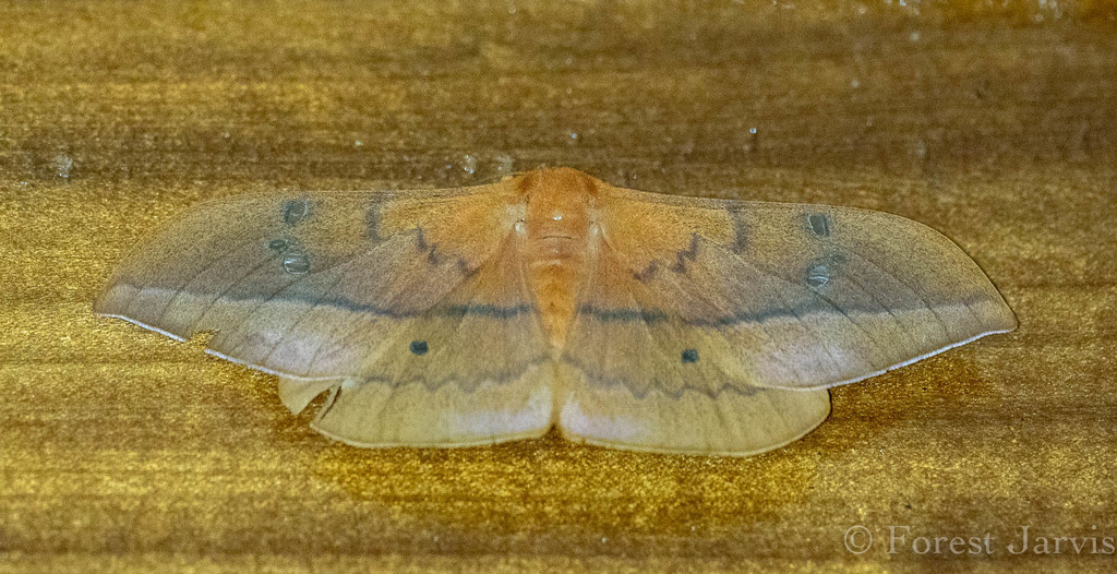 Cricula mindanaensis