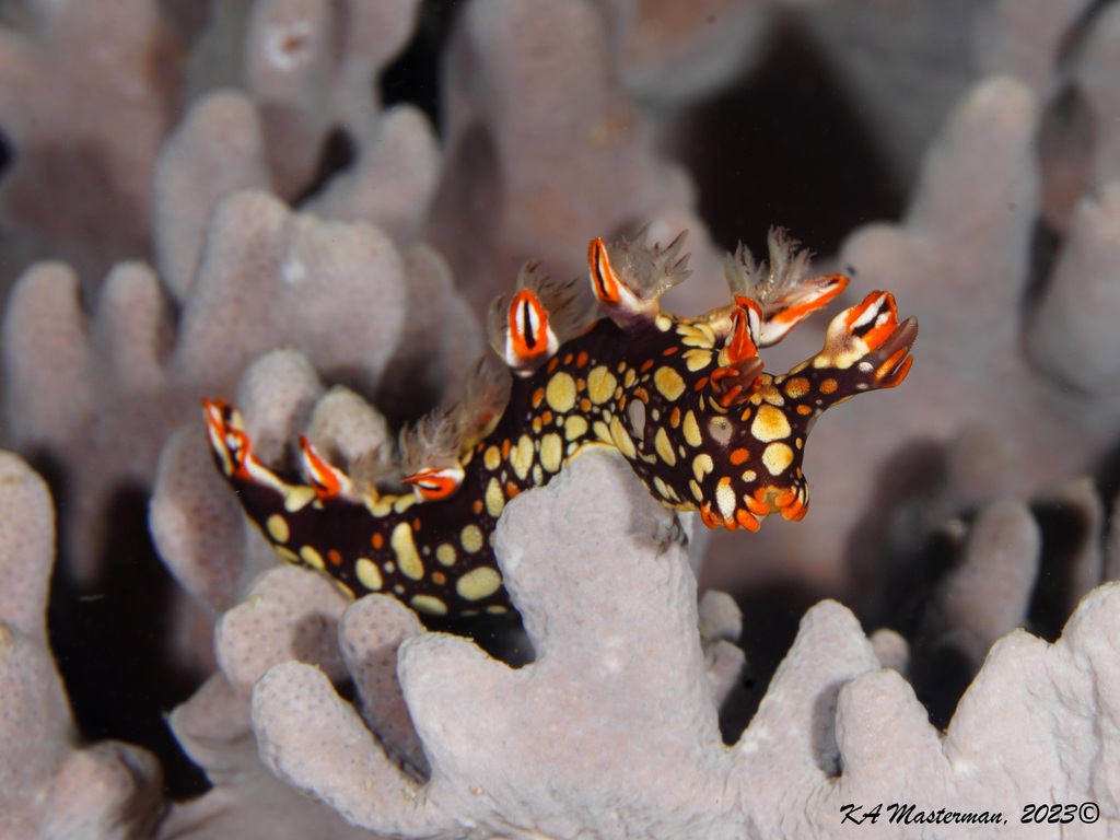 Eel Bornella from Gneering Shoals, Queensland, Australia on April 1 ...