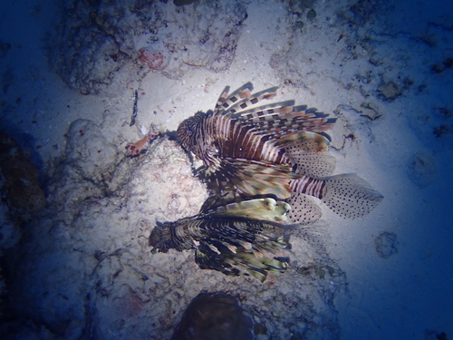 Indian Lionfish — seen at this dive site