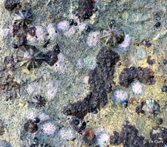 Siphonaria normalis