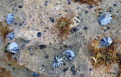 Siphonaria normalis image
