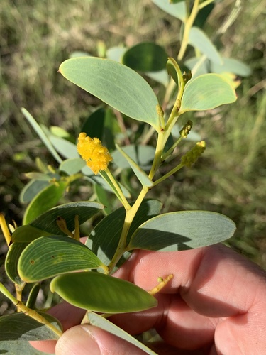 Acacia lazaridis observed 2018-03-23