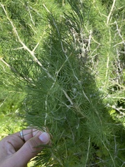 Asparagus albus image