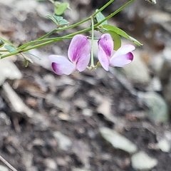 Lespedeza texana