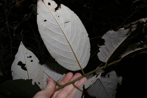 Image of White Ash (Alphitonia petriei) by (c) Greg Tasney, some rights reserved (CC BY-SA)