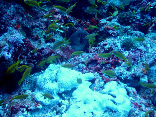 Masked Moray — seen at this dive site