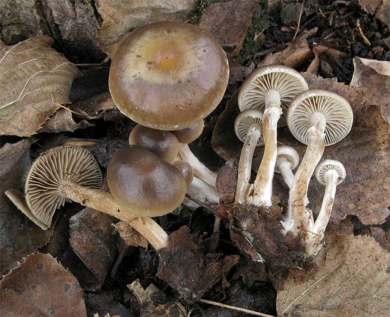 Meottomyces