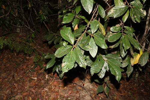 Image of Big Leaf Bollywood (Litsea leefeana) by (c) Greg Tasney, some rights reserved (CC BY-SA)