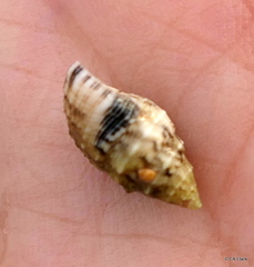 Cerithium atromarginatum