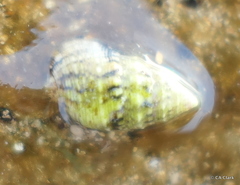 Cerithium atromarginatum