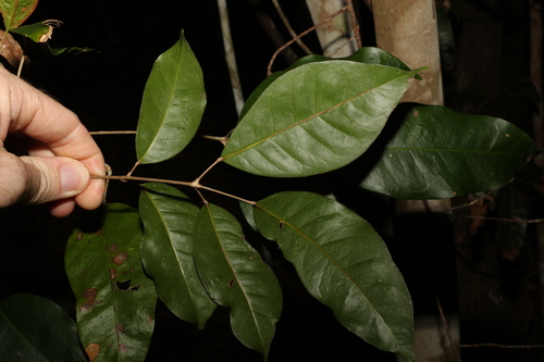 Image of Brown Cudgerie by (c) Greg Tasney, some rights reserved (CC BY-SA)