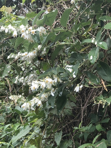 Beautiful deutzia (Deutzia pulchra)