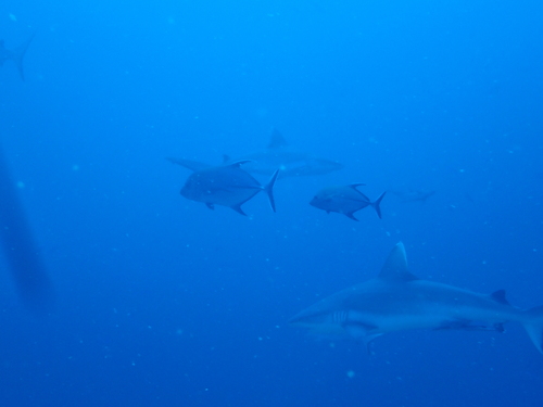 Black Trevally — seen at this dive site