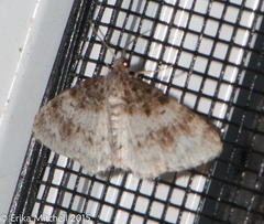Hydrelia lucata
