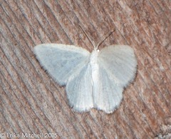 Lomographa vestaliata