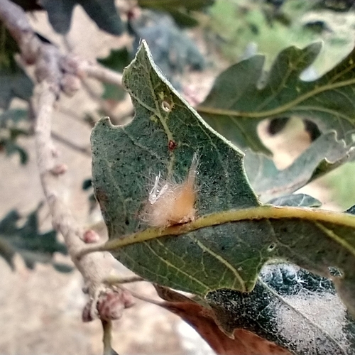 Yellow Wig Gall Wasp photo 5