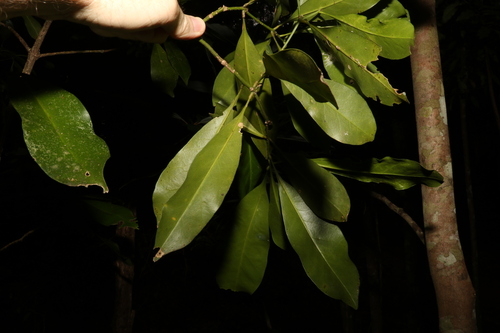 Image of Halfordia kendack by (c) Greg Tasney, some rights reserved (CC BY-SA)