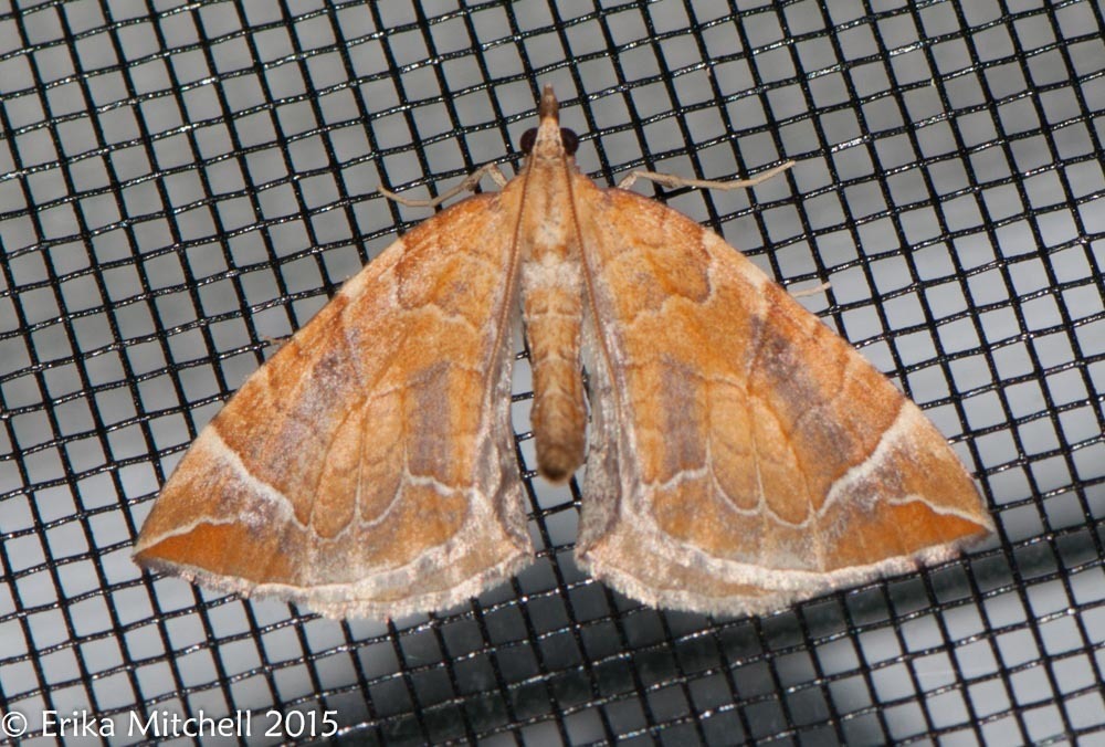 Chevron Moth, photo 1 of 10