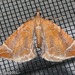 Chevron Moth - Photo (c) Erika Mitchell, some rights reserved (CC BY-NC), uploaded by Erika Mitchell