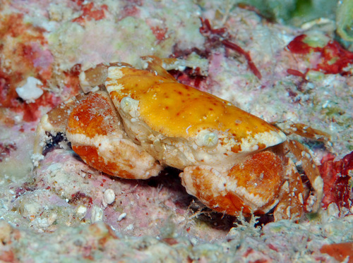 Lophozozymus dodone observed 2011-10-02