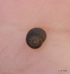 Peasiella