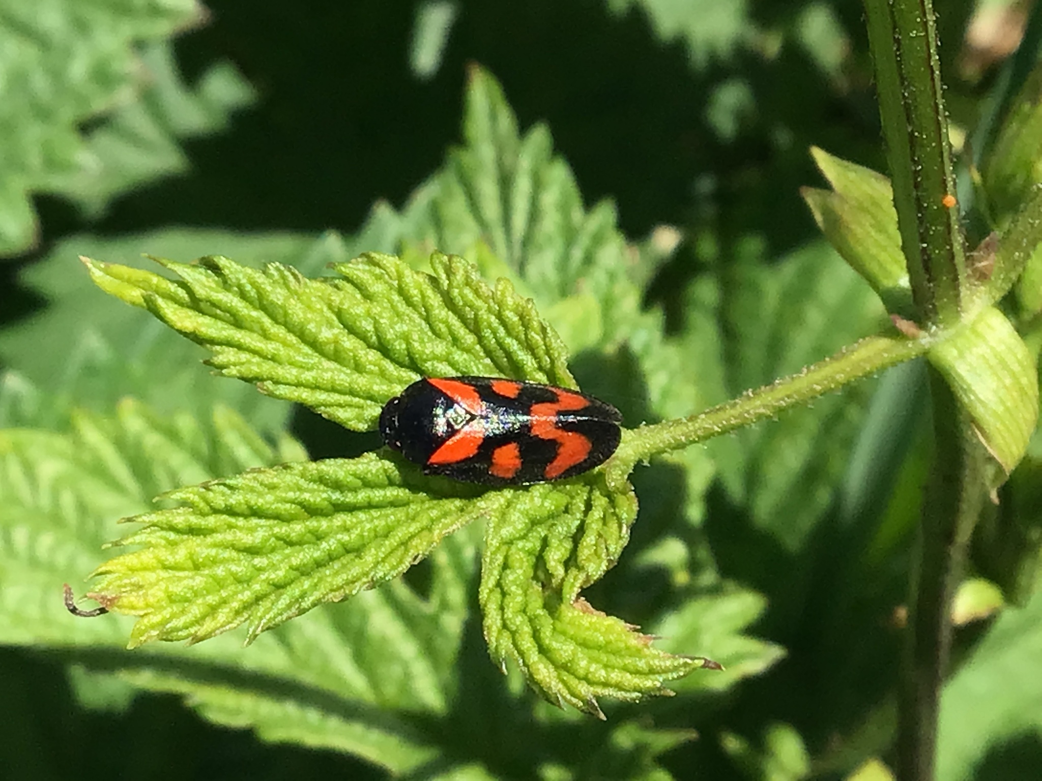 Cercopis vulnerata | Insect Vectors of Plant Disease