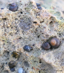 Peasiella