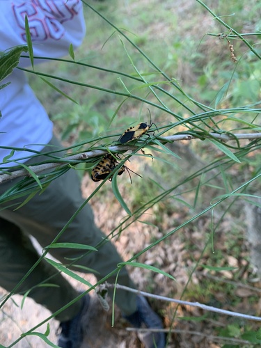 Giant Milkweed Bug photo 4