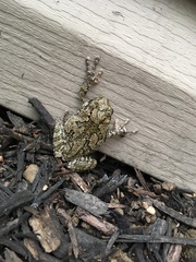Hyla
